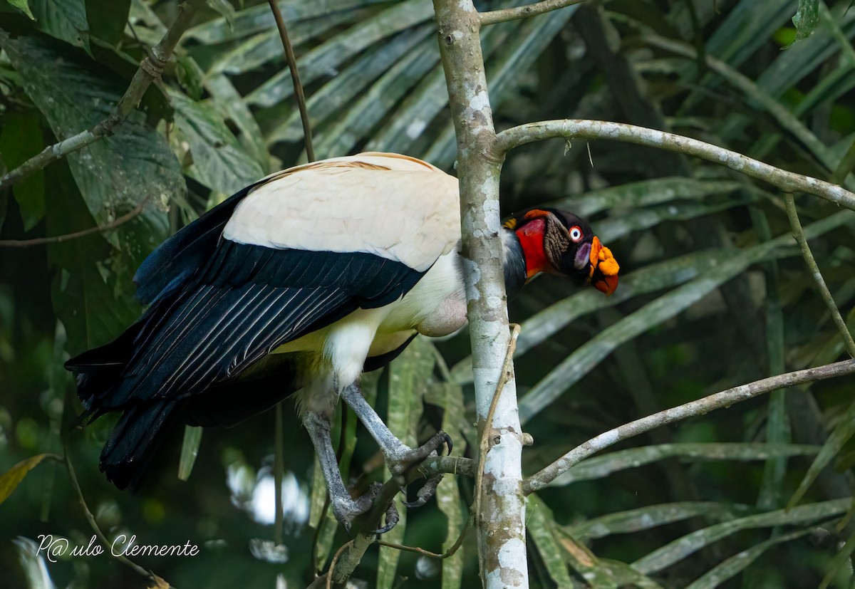 King Vulture - ML628141702