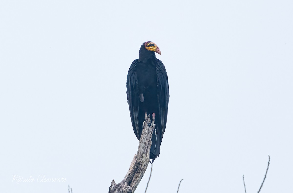 Greater Yellow-headed Vulture - ML628141732