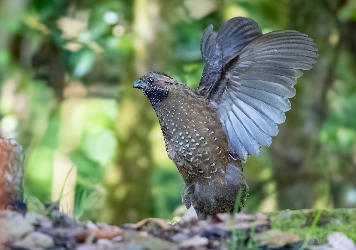 Spotted Wood-Quail - ML628141733