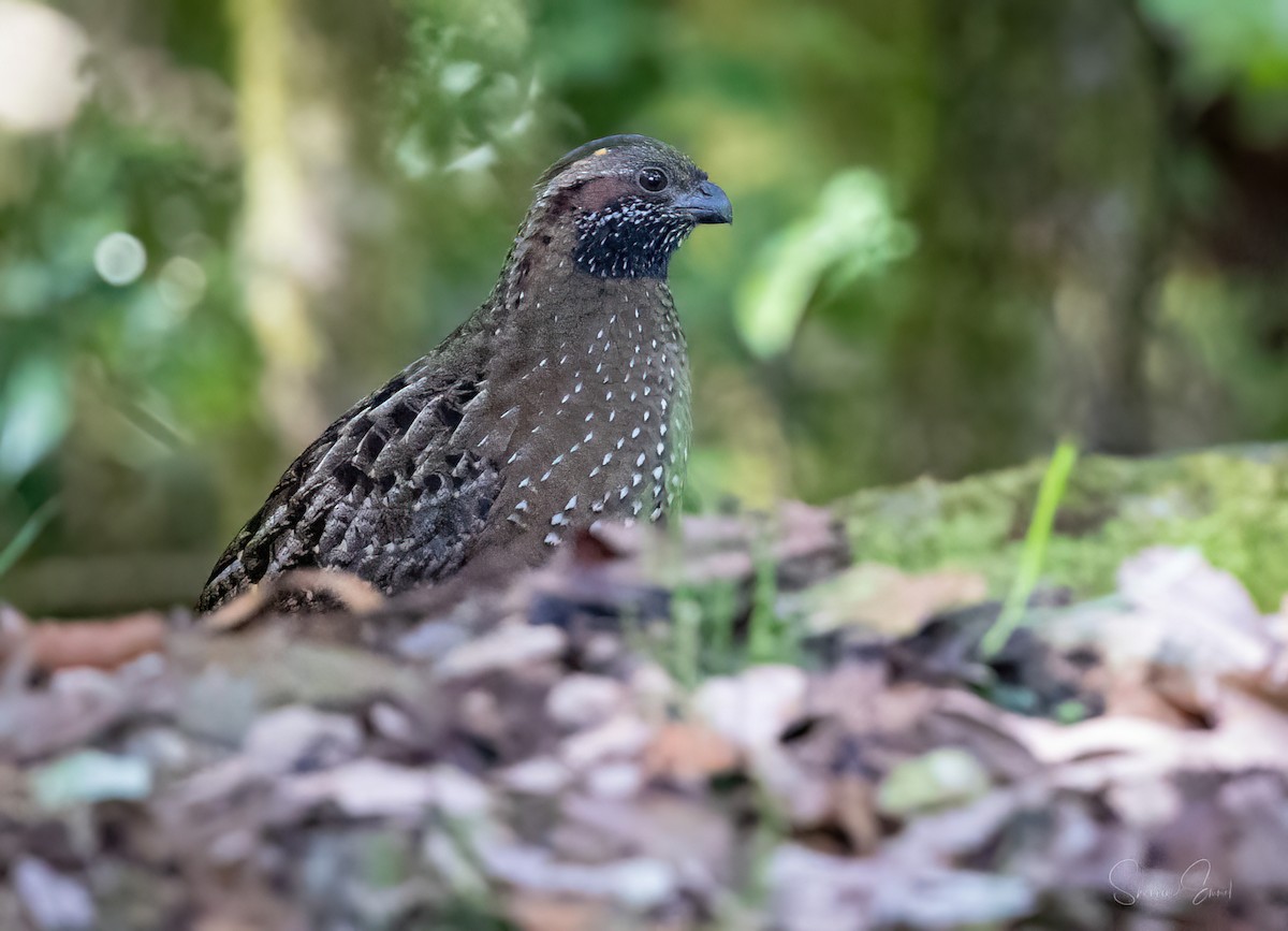 Spotted Wood-Quail - ML628141735