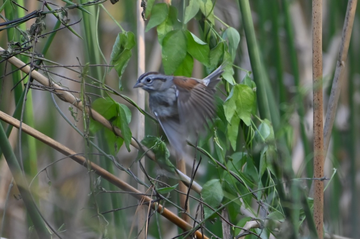 Swamp Sparrow - ML628141748