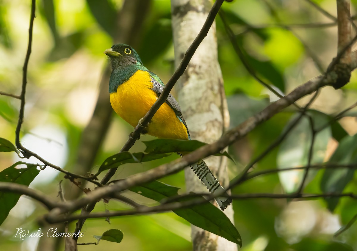 Amazonian Black-throated Trogon - ML628141750