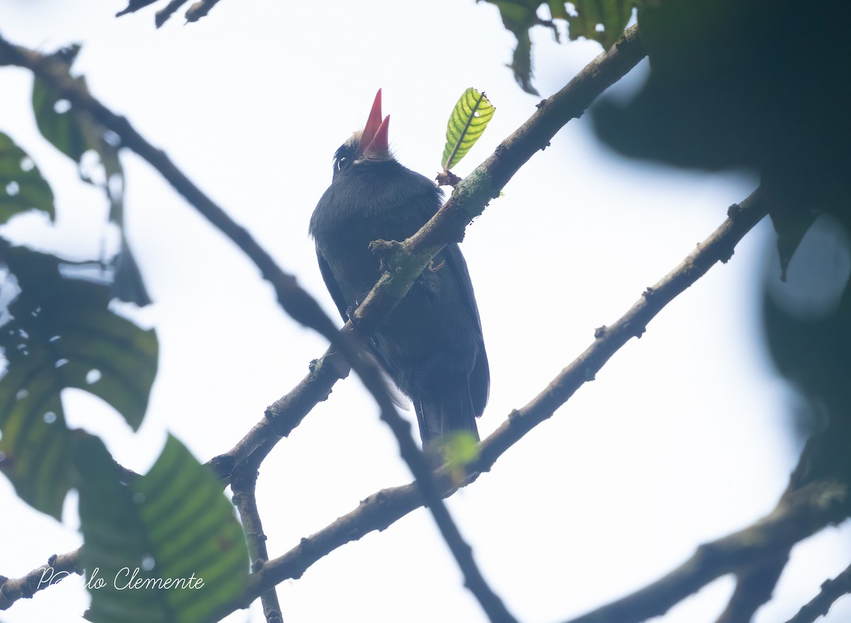 White-fronted Nunbird - ML628141765