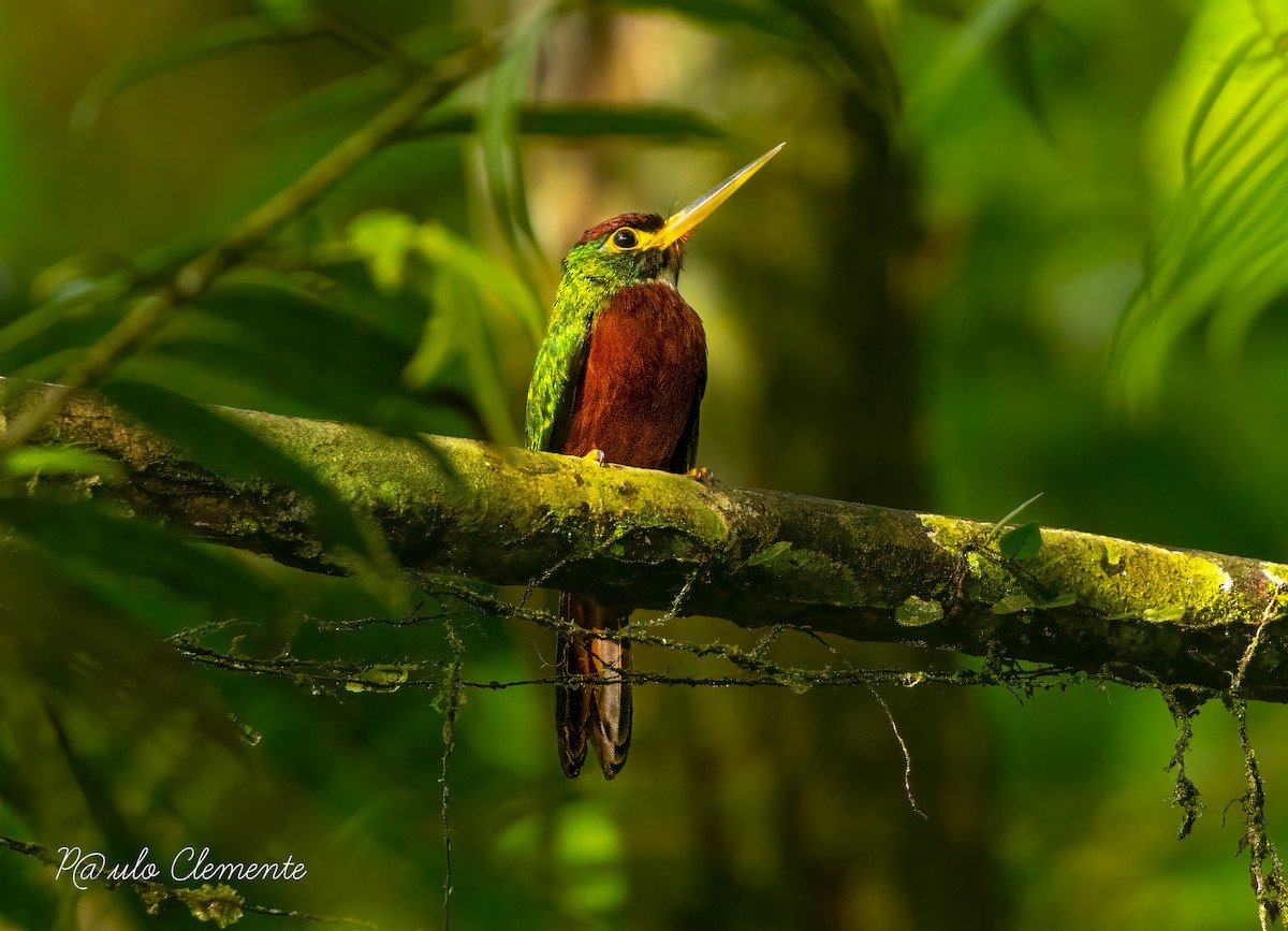 Yellow-billed Jacamar - ML628141787