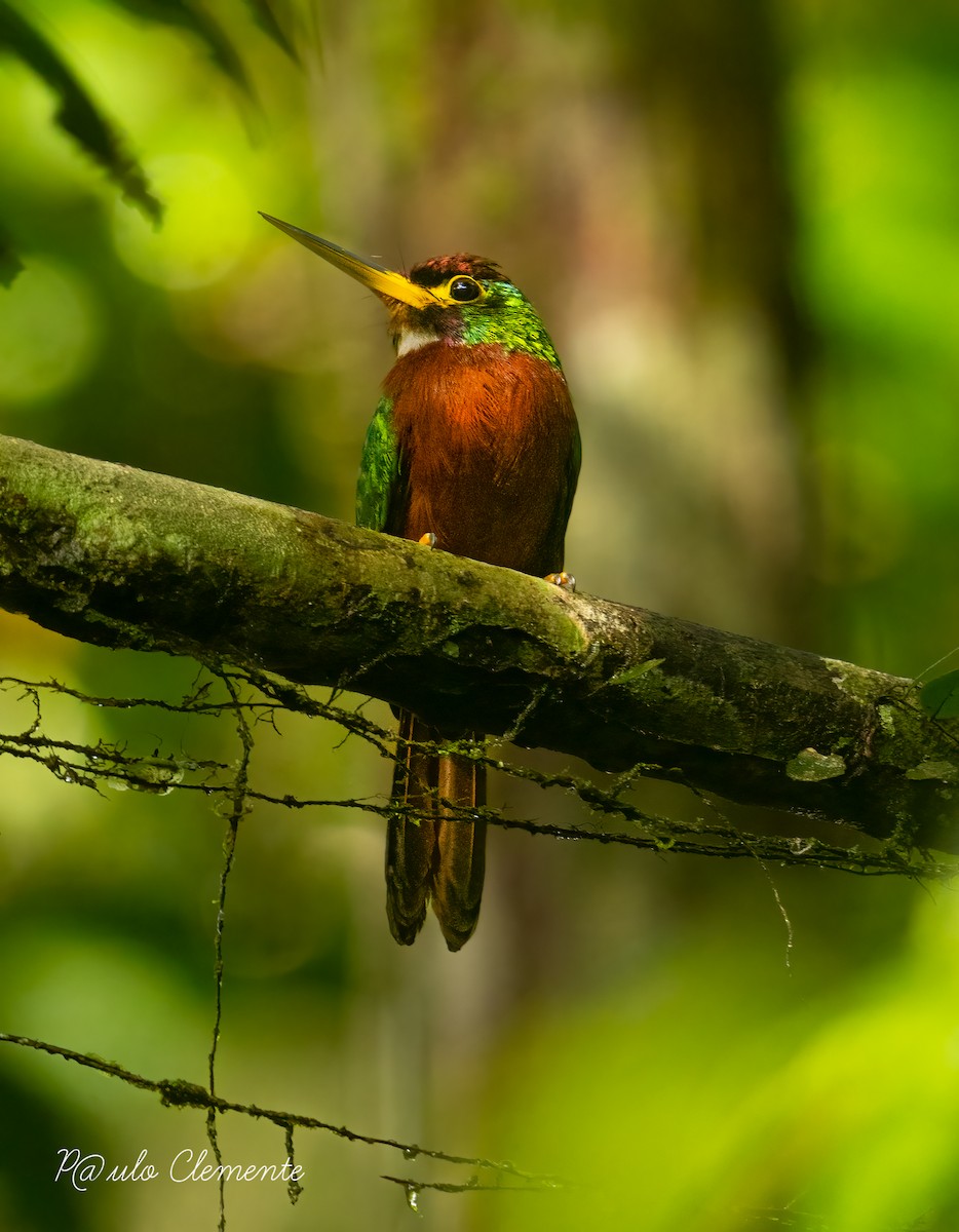 Yellow-billed Jacamar - ML628141789