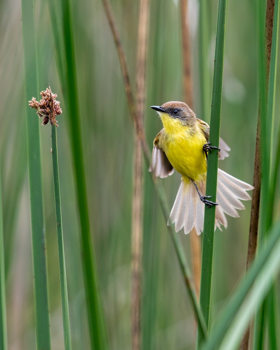 Tickersumpftyrann - ML628141796