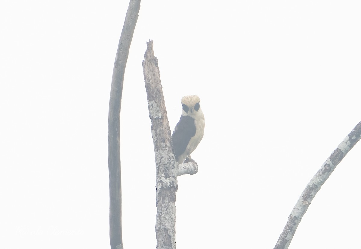 Laughing Falcon - ML628141800