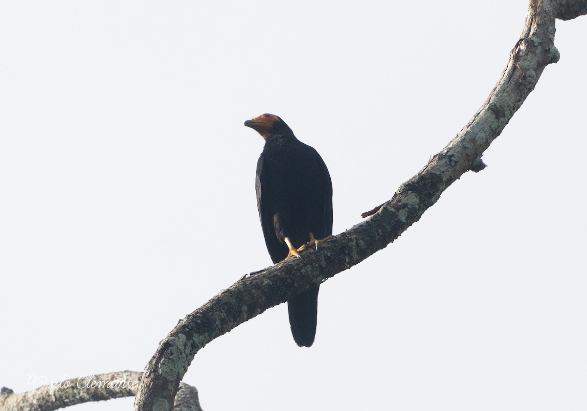 Black Caracara - ML628141812
