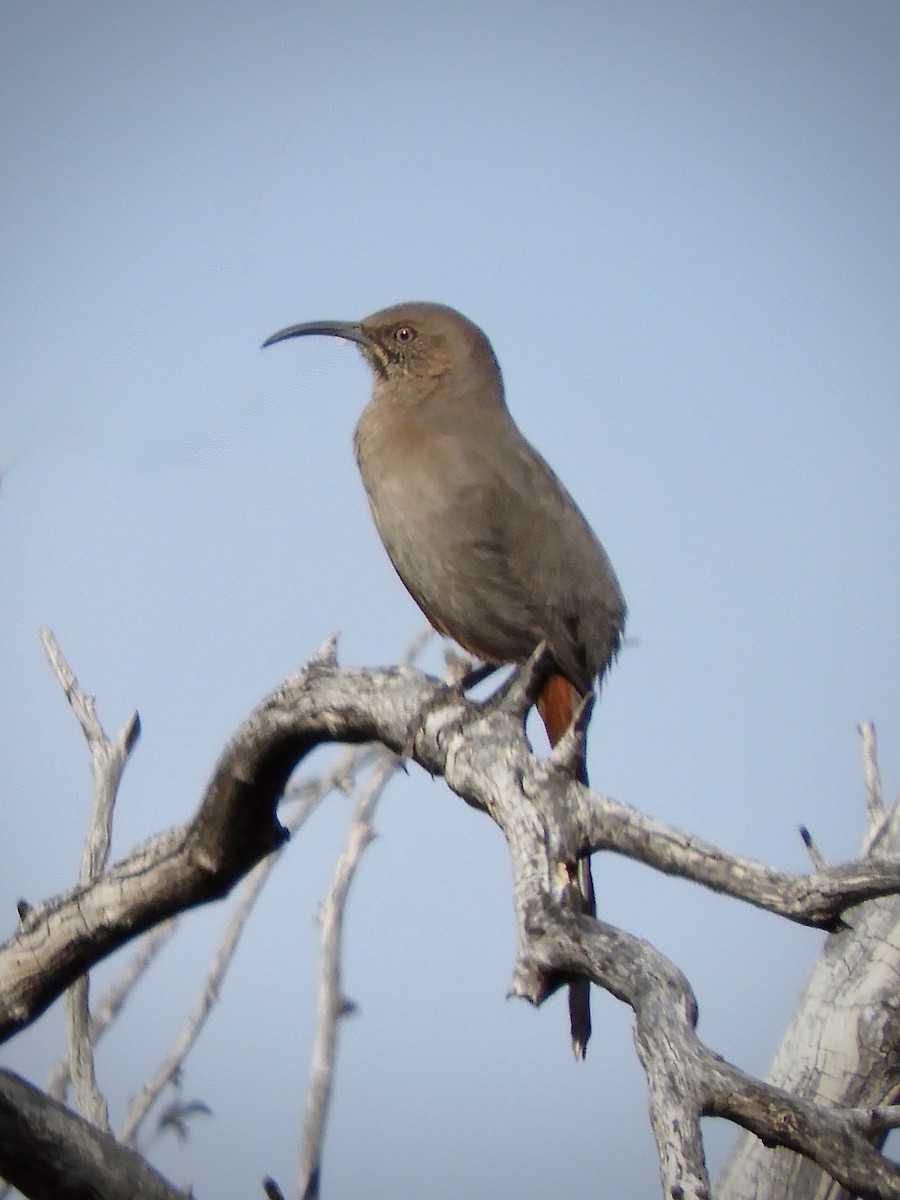 Crissal Thrasher - ML628141813