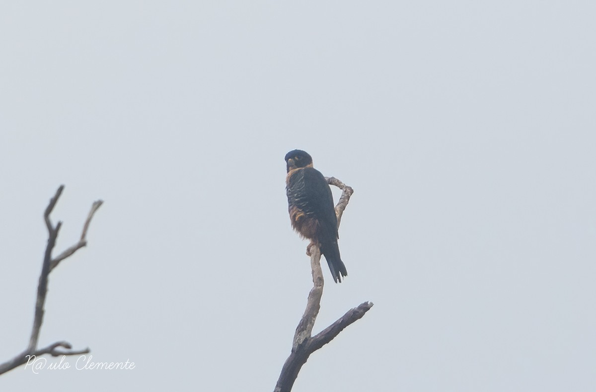 Bat Falcon - ML628141820