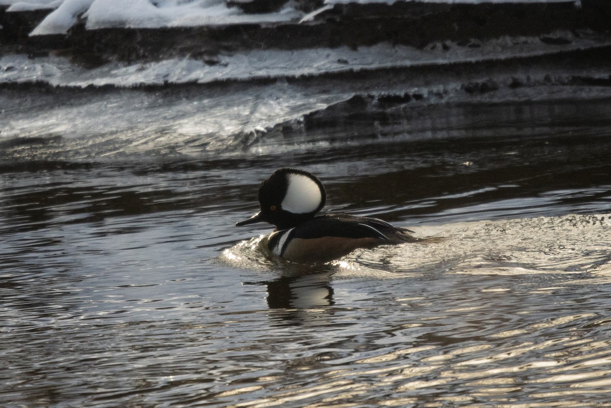 Hooded Merganser - ML628141851