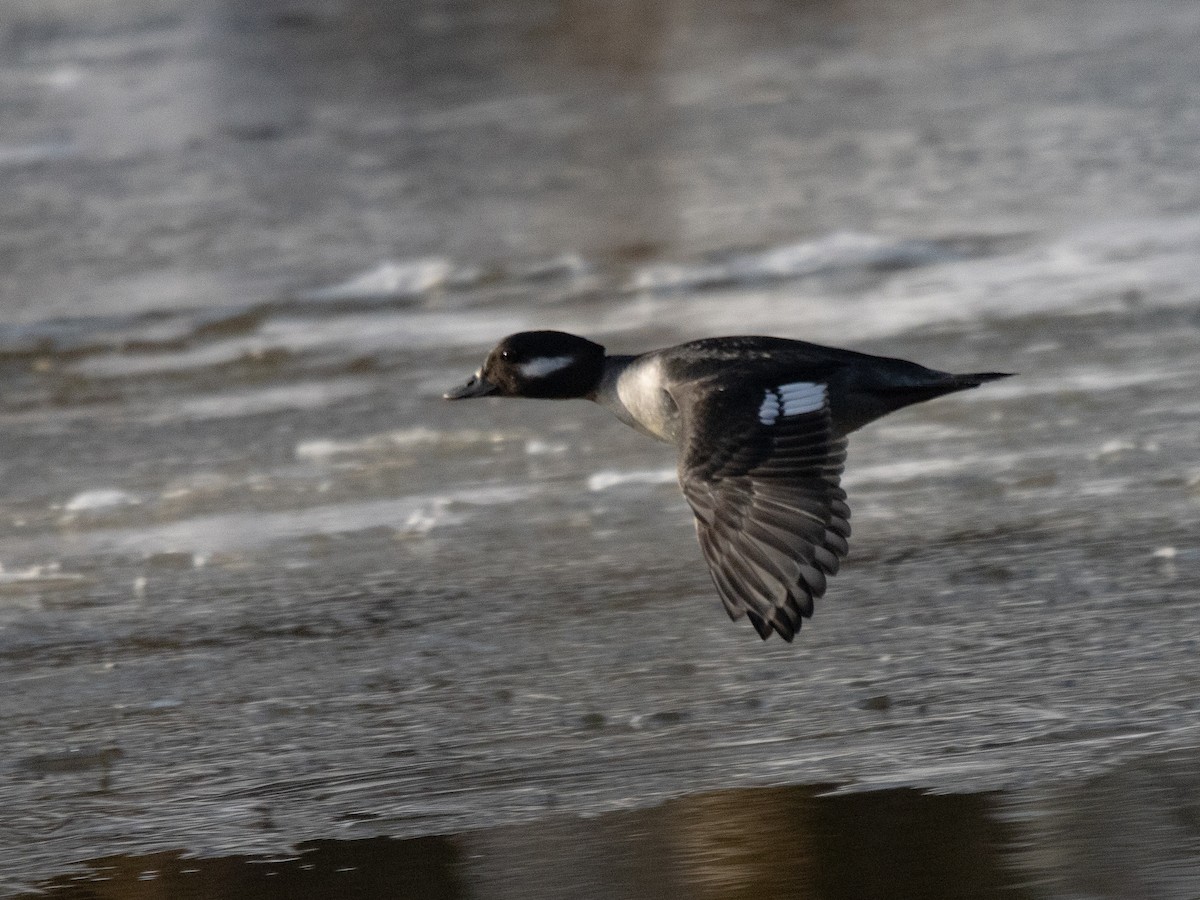 Bufflehead - ML628141854