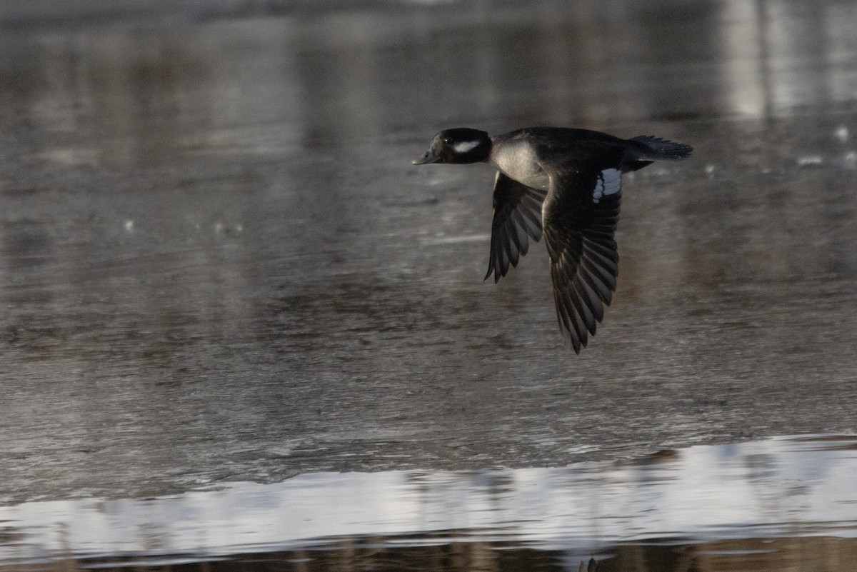 Bufflehead - ML628141858