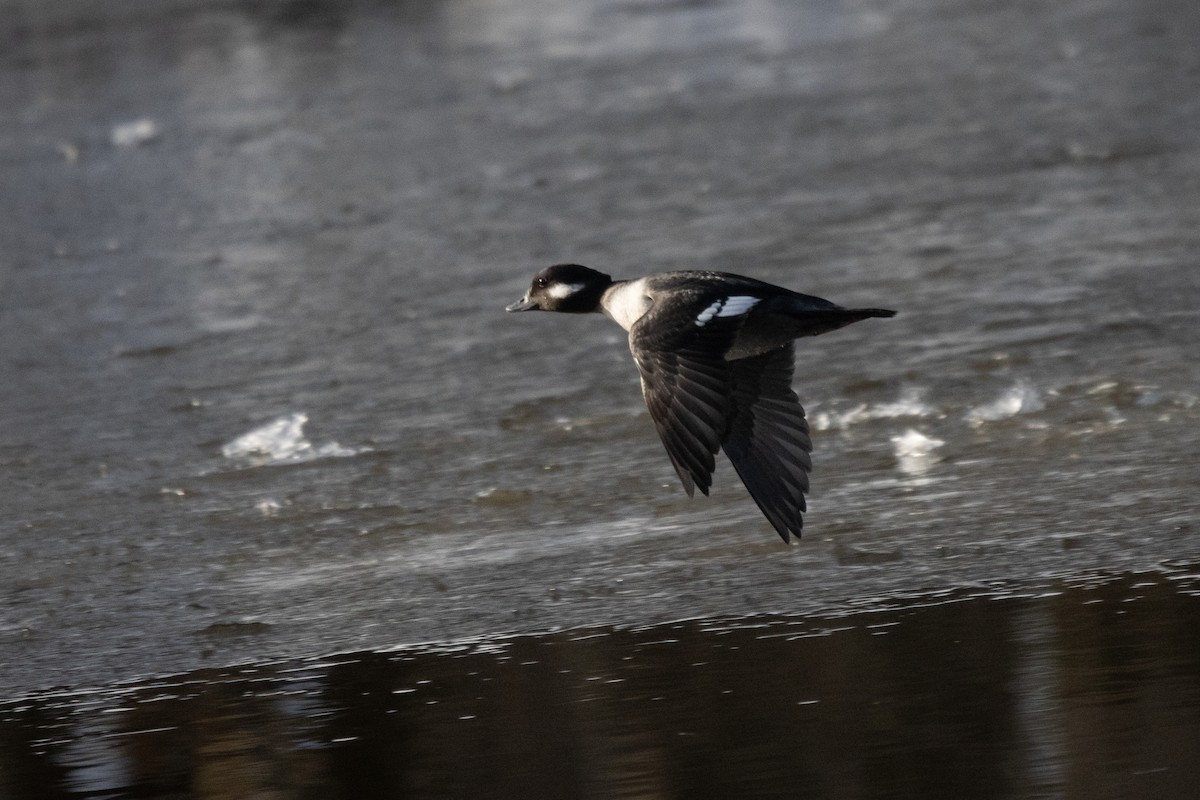 Bufflehead - ML628141860