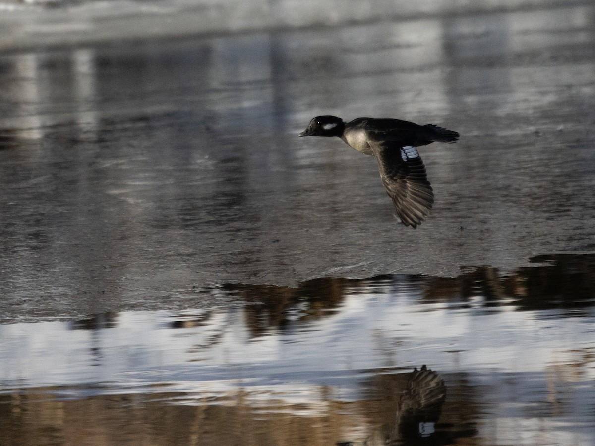 Bufflehead - ML628141862