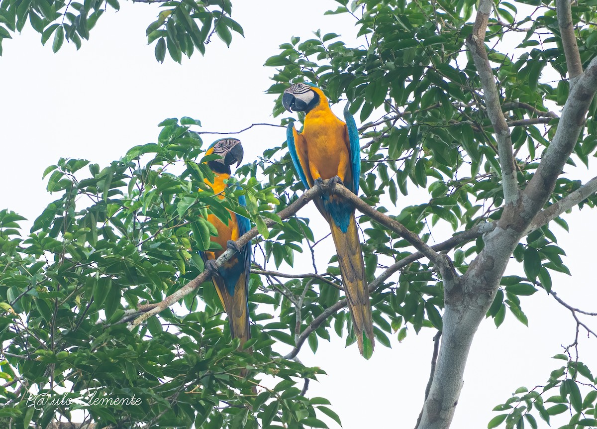 Blue-and-yellow Macaw - ML628141870