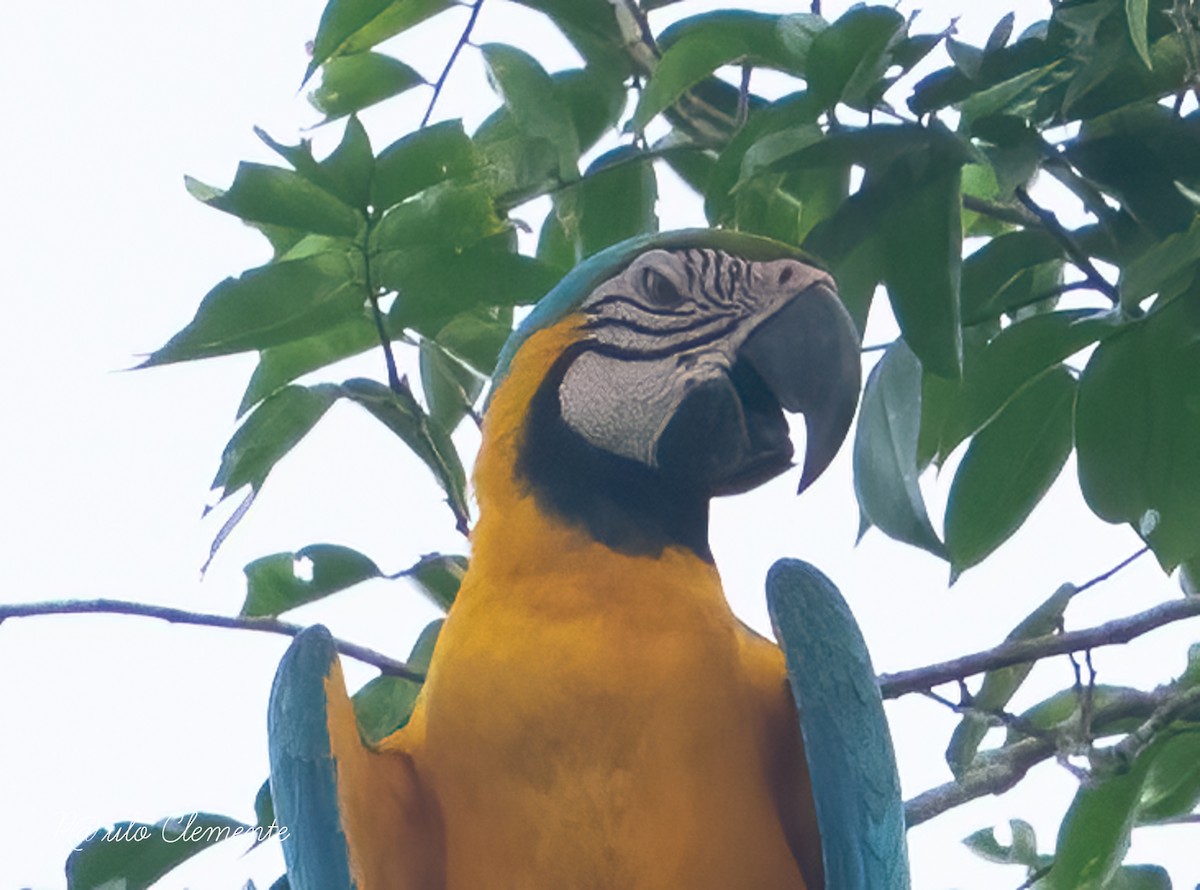 Blue-and-yellow Macaw - ML628141872