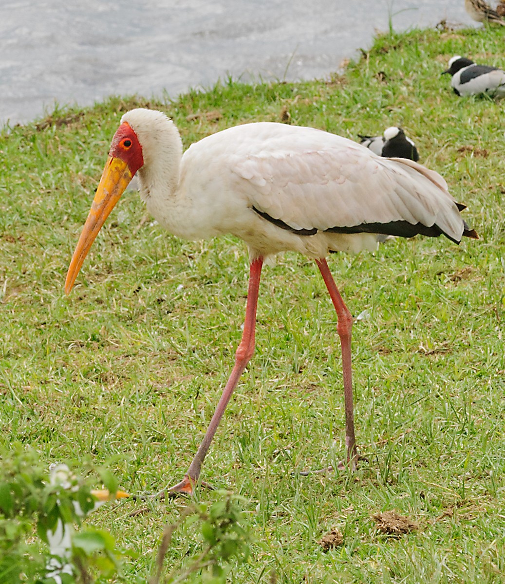 Yellow-billed Stork - ML628141888
