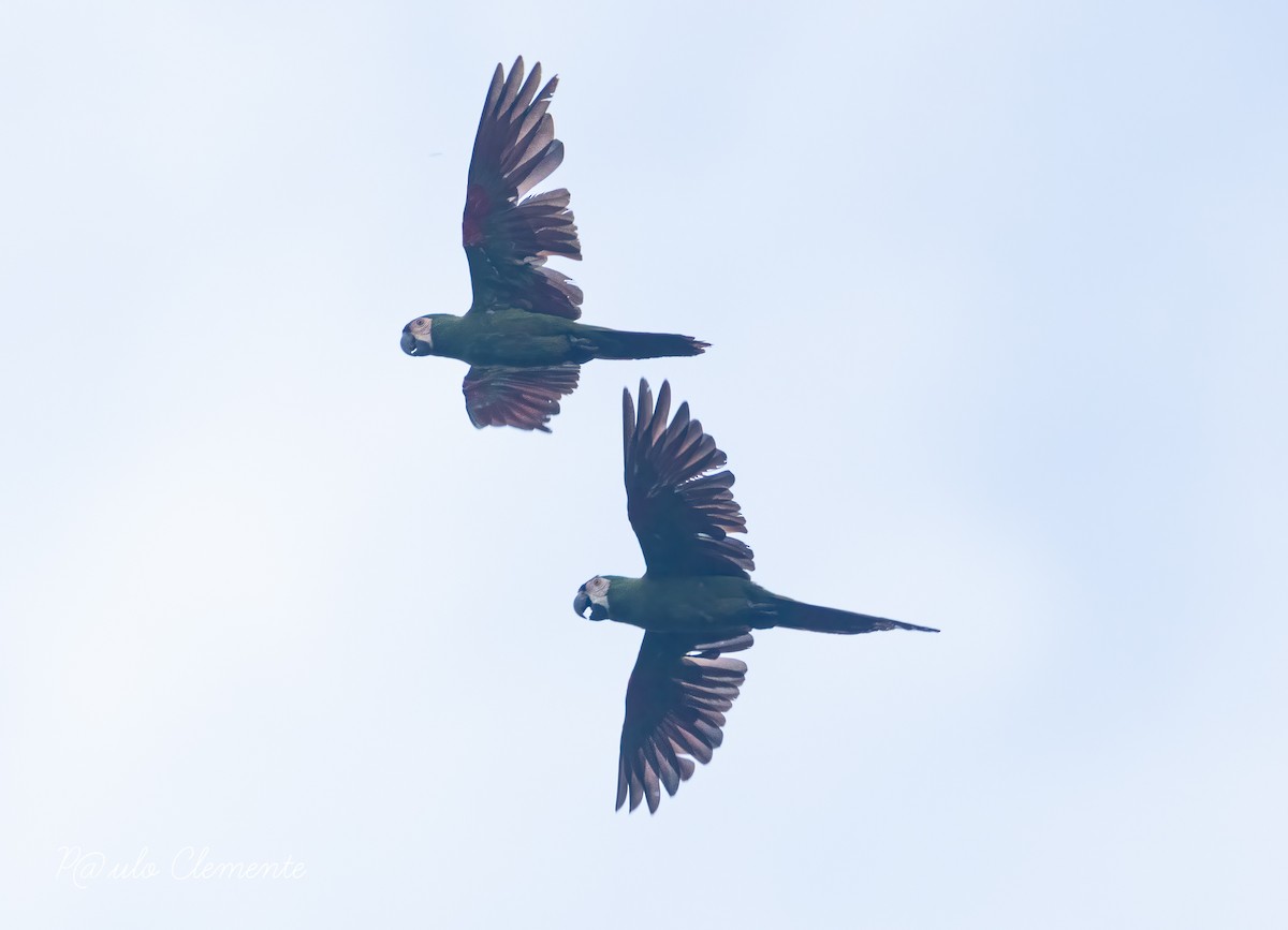 Chestnut-fronted Macaw - ML628141890