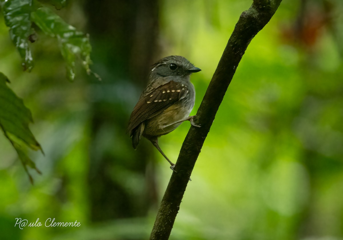 Ash-throated Gnateater - ML628141914