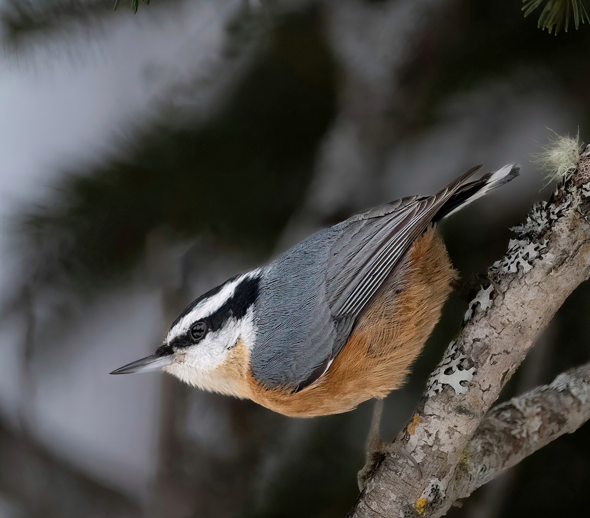Red-breasted Nuthatch - ML628141922