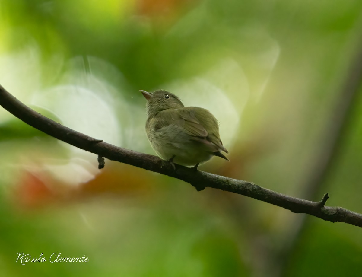 Dwarf Tyrant-Manakin - ML628141934
