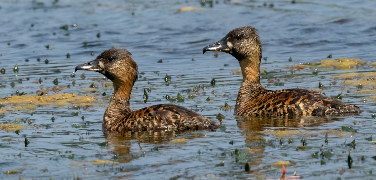 White-backed Duck - ML628141935