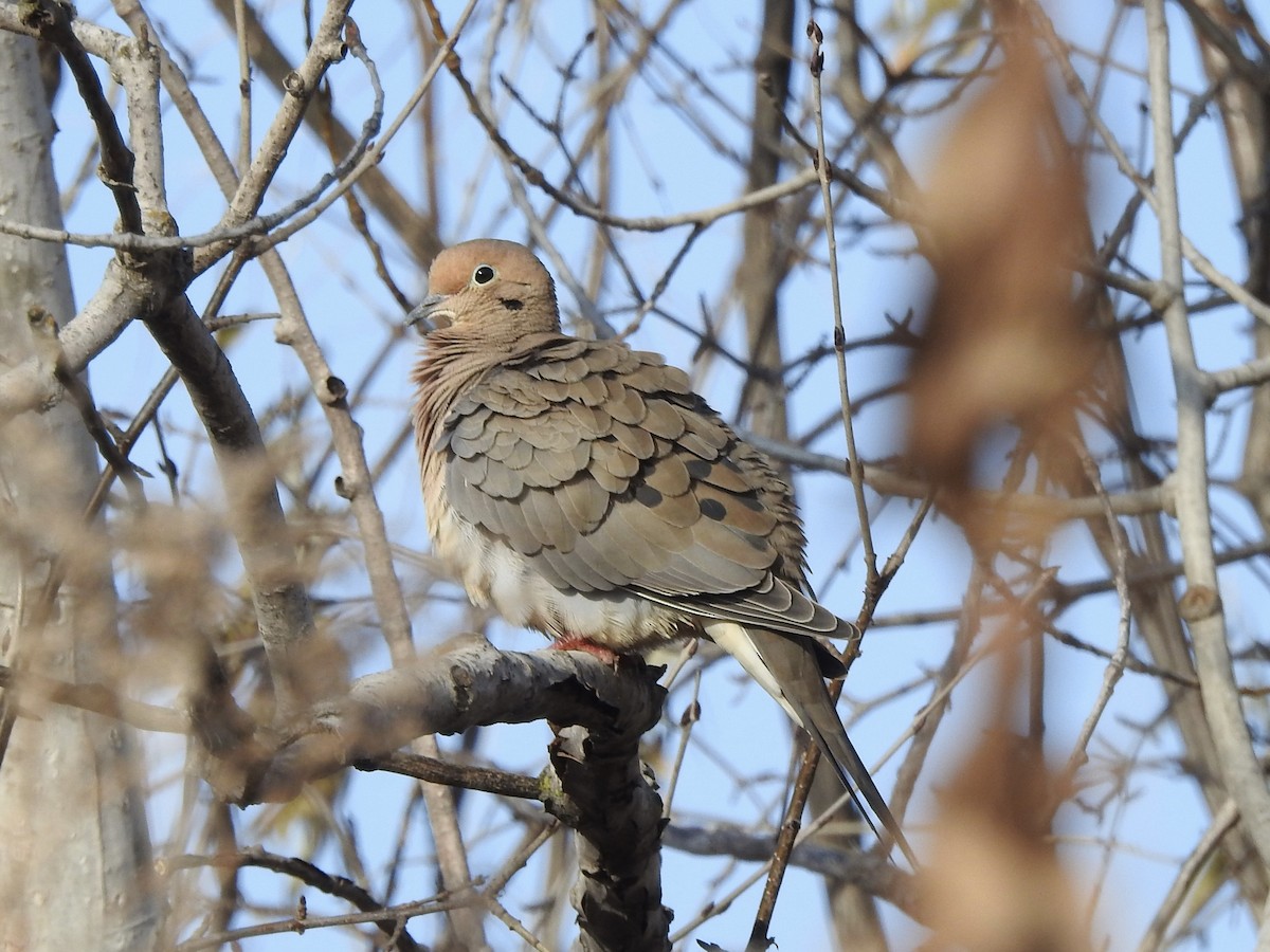 Mourning Dove - ML628141941