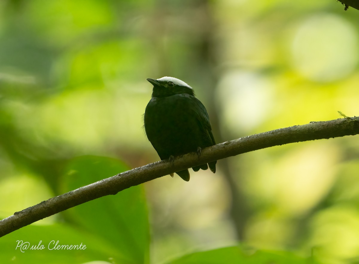 White-crowned Manakin - ML628141956
