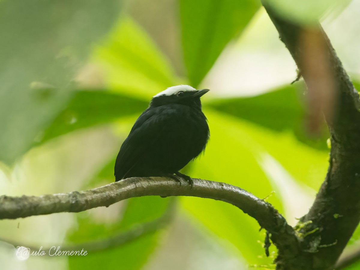 White-crowned Manakin - ML628141957