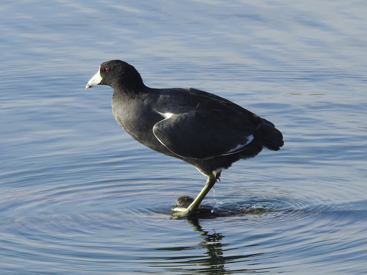 American Coot - ML628141968