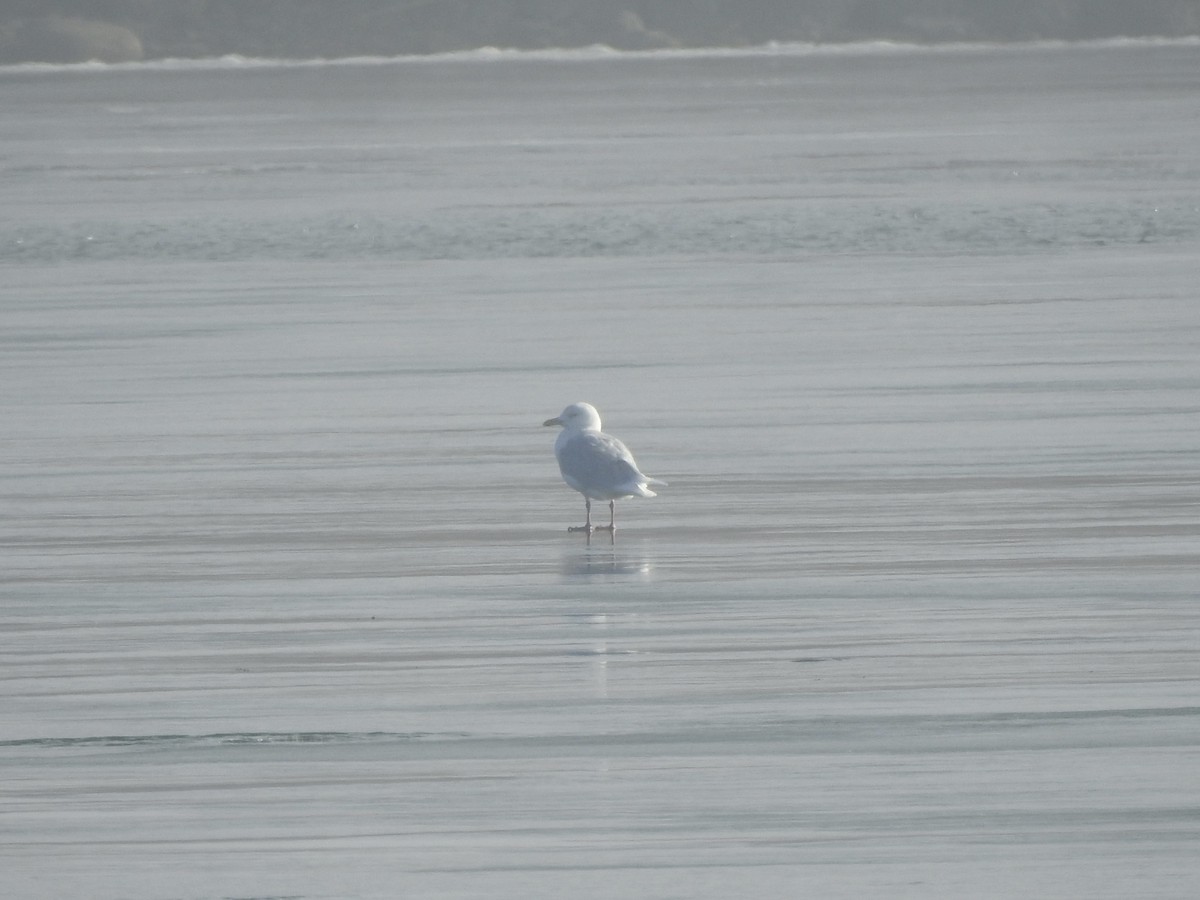 Glaucous Gull - ML628141978