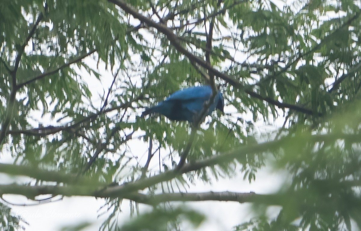 Plum-throated Cotinga - ML628141989