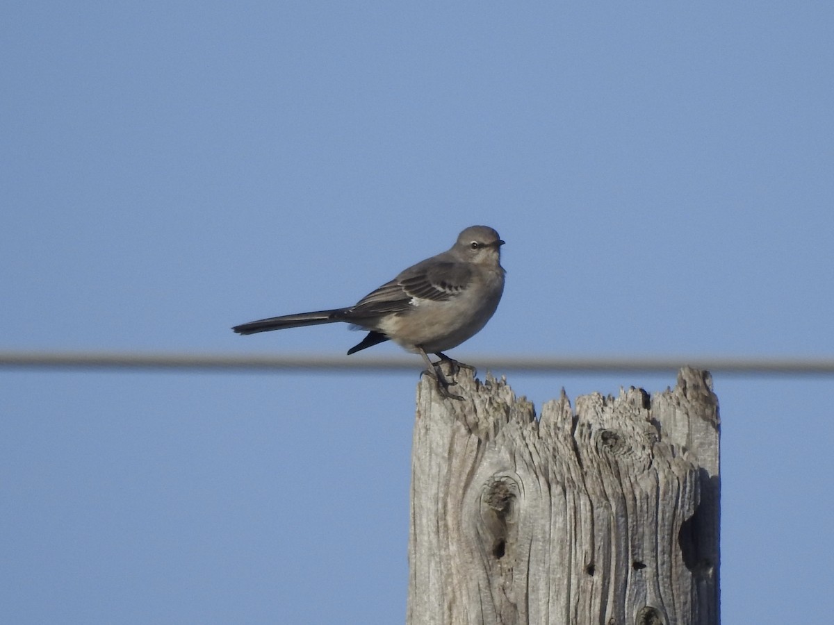 Northern Mockingbird - ML628142009