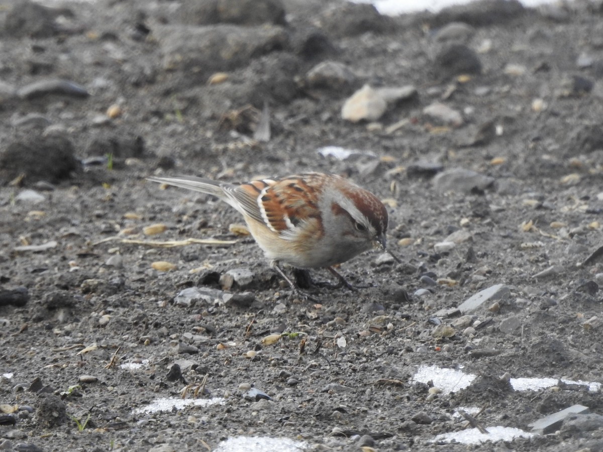 American Tree Sparrow - ML628142021