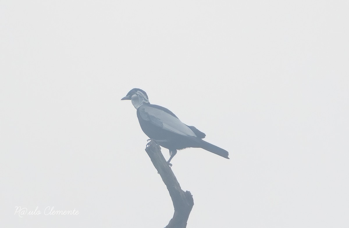 Bare-necked Fruitcrow - ML628142023