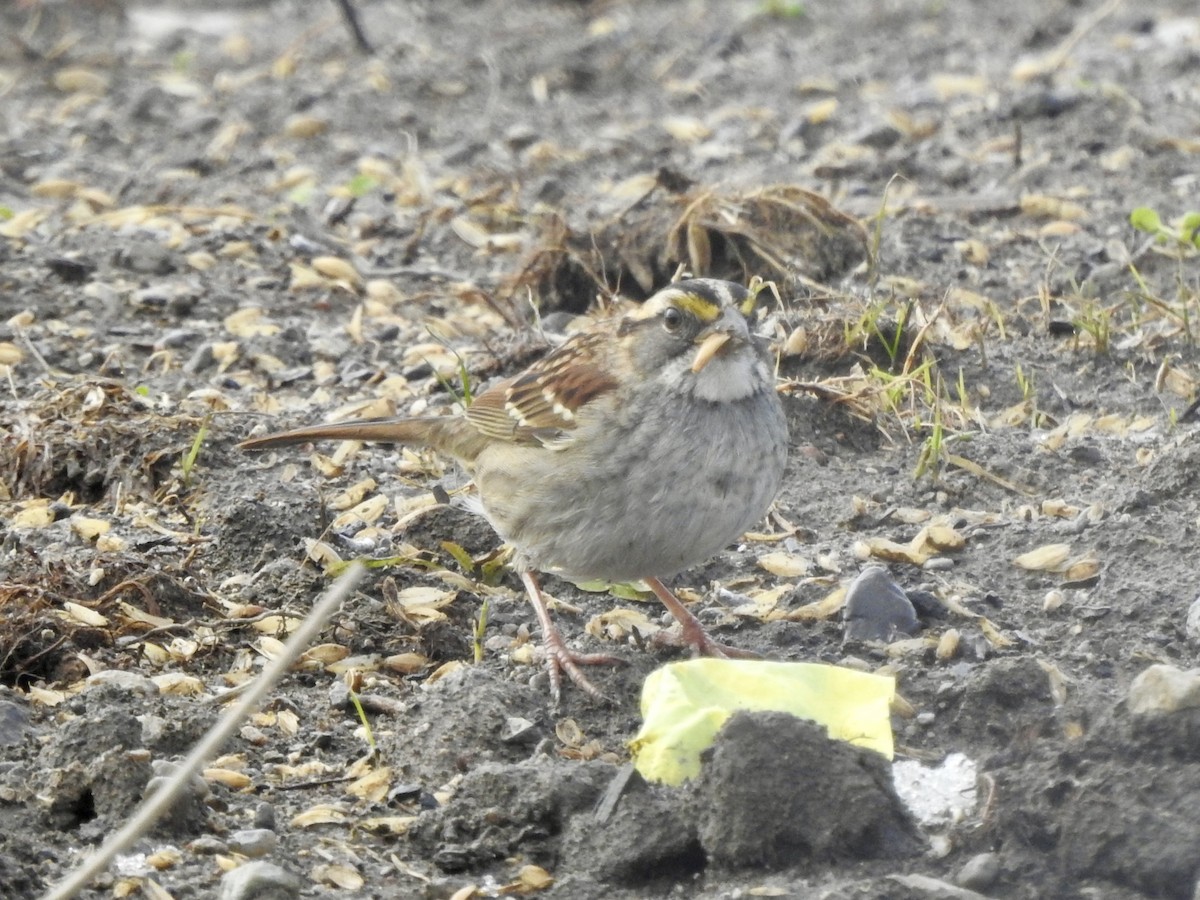 White-throated Sparrow - ML628142038