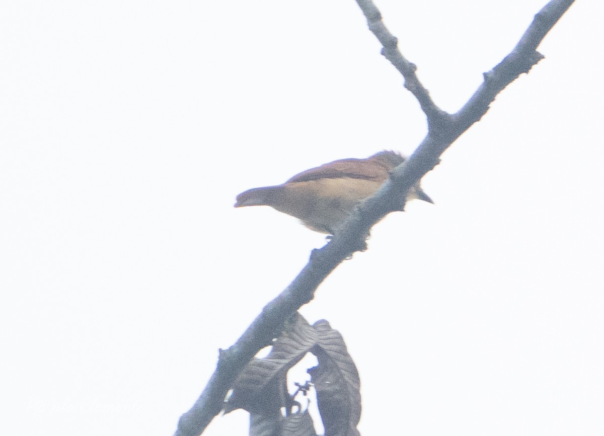 Pink-throated Becard - ML628142125