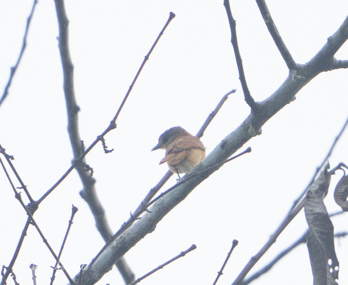 Pink-throated Becard - ML628142126