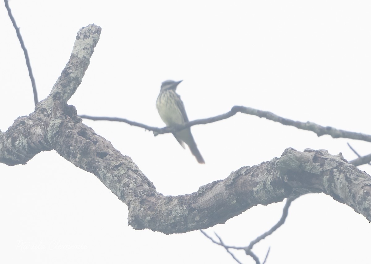 Piratic Flycatcher - ML628142172