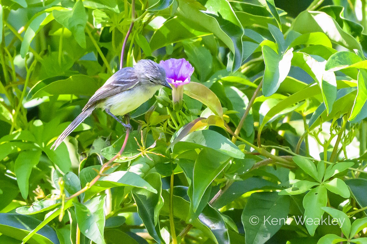 White-crested Tyrannulet (Sulphur-bellied) - ML628142262