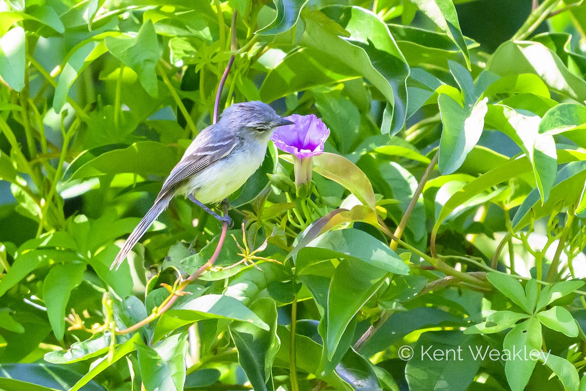 White-crested Tyrannulet (Sulphur-bellied) - ML628142263
