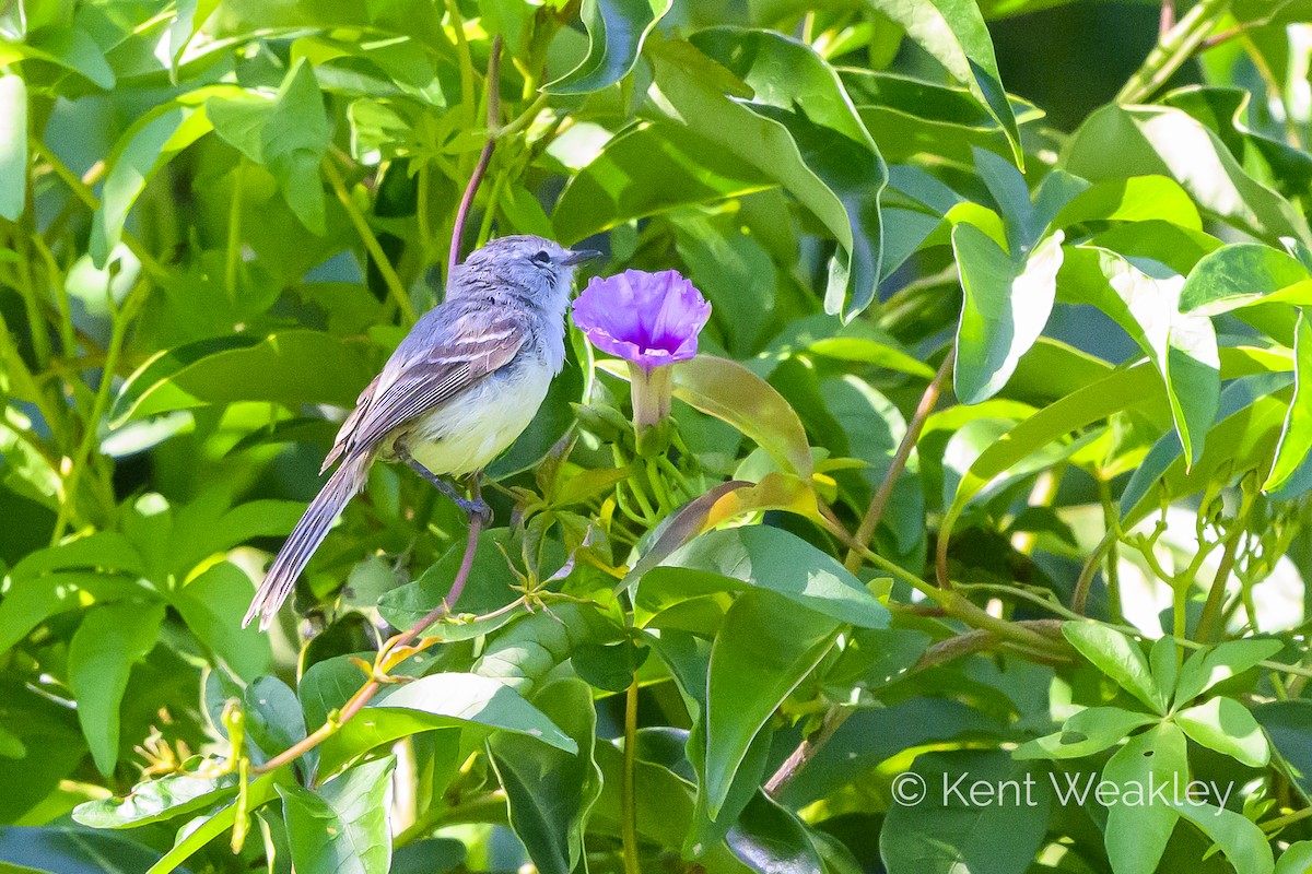 White-crested Tyrannulet (Sulphur-bellied) - ML628142268