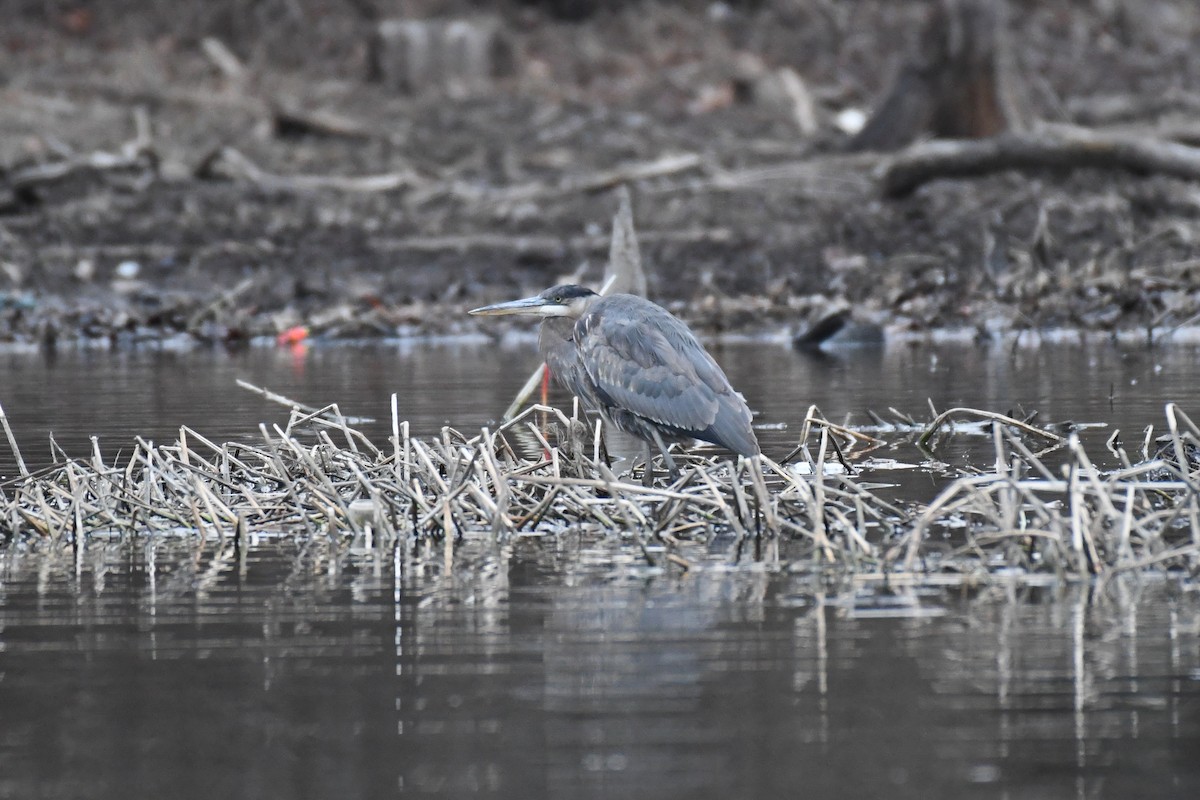 Great Blue Heron (Great Blue) - ML628142339