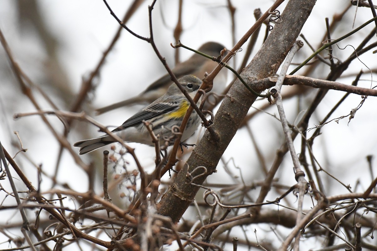 Yellow-rumped Warbler (Myrtle) - ML628142359