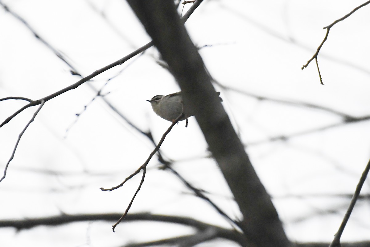 Golden-crowned Kinglet - ML628142394