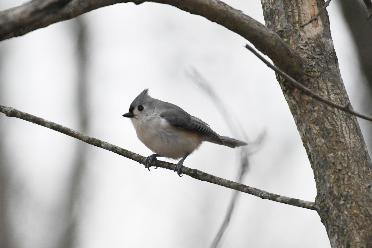 Tufted Titmouse - ML628142397