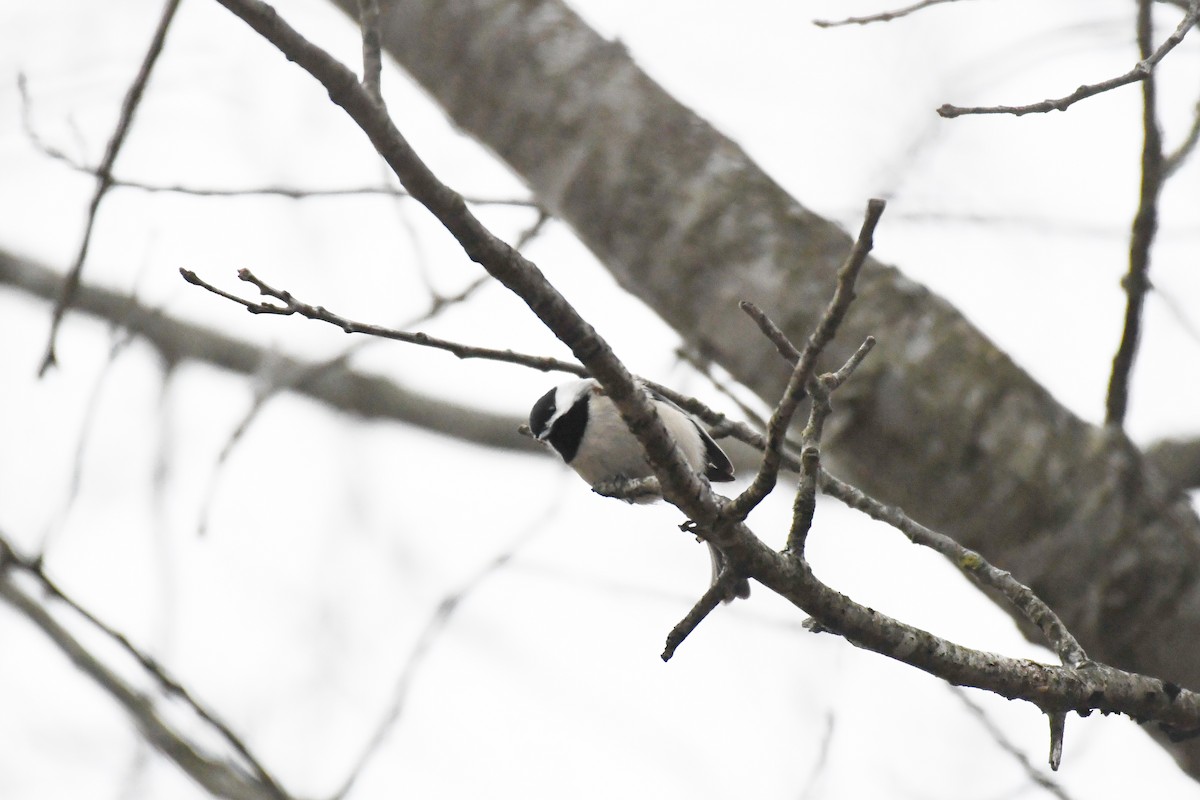 Carolina Chickadee - ML628142398