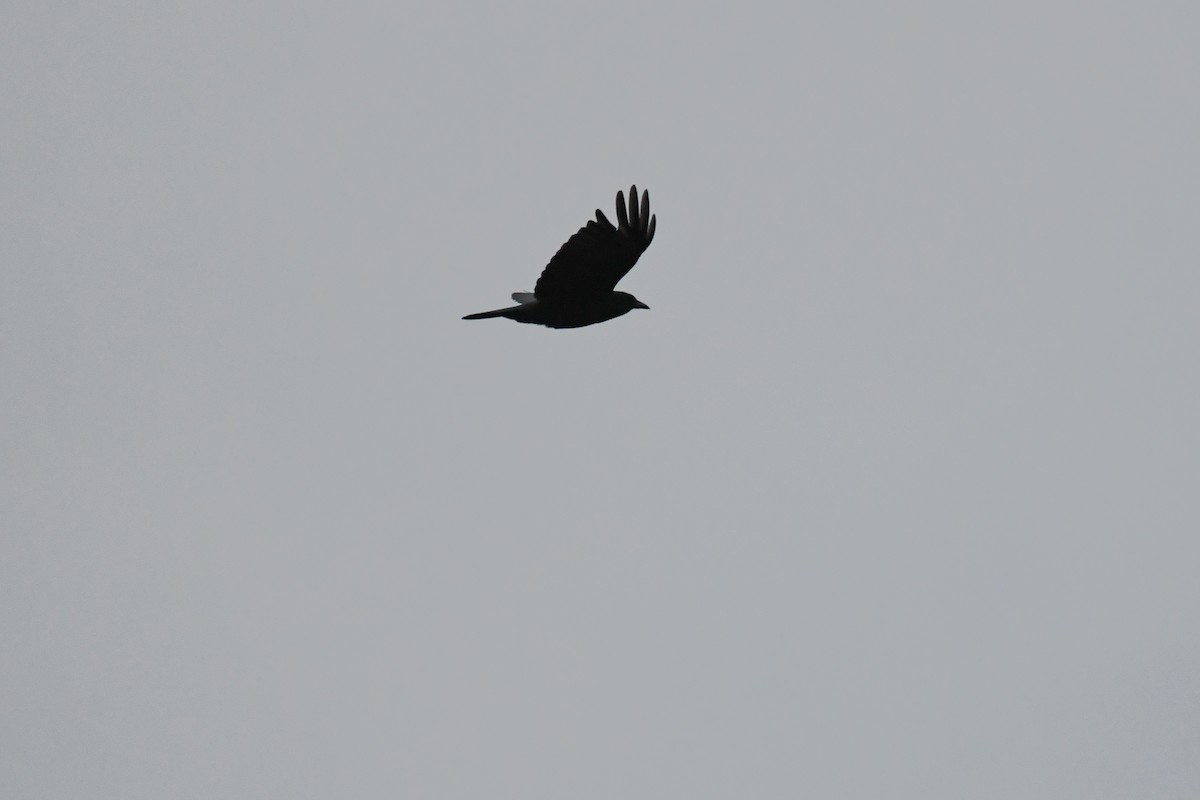 American Crow - ML628142406