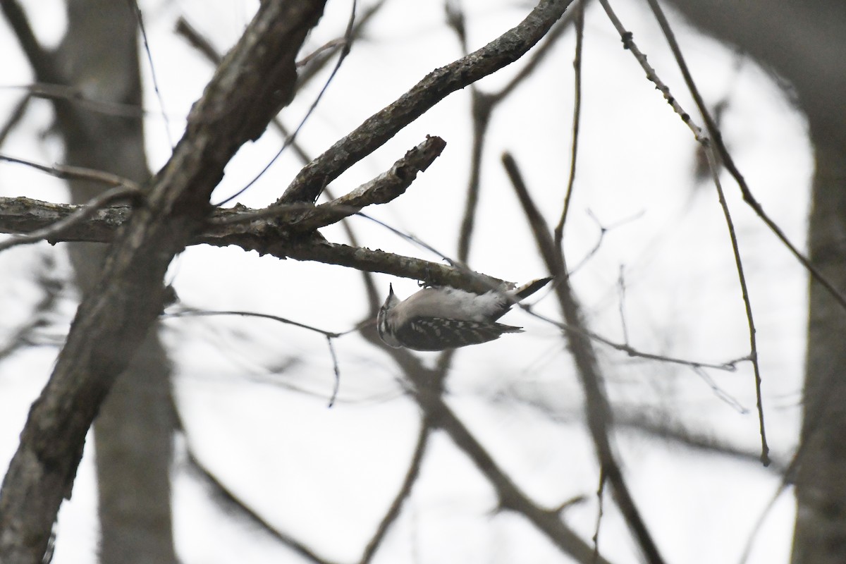 Downy Woodpecker (Eastern) - ML628142410